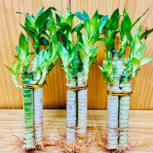 Lotus Lucky Bamboo Arrangements
