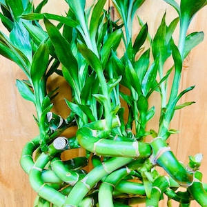 Live Lucky Bamboo 12” Spiral Shape Bamboo Plant