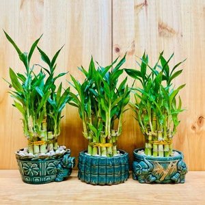 Live Lucky Bamboo Plant Two Tier Arrangements in Ceramic Vase