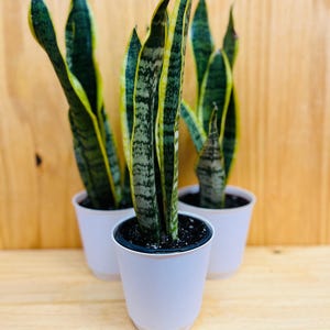 Snake Plant 4” includes White Cover Pot