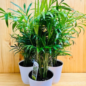 Palm Neanthe Bella 4&quot; includes White Cover Pot