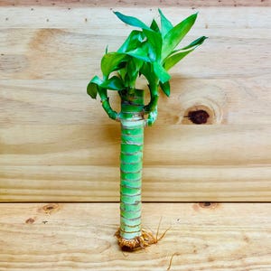 Lucky Lotus Bamboo One 6” Stem