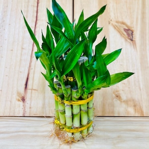 Live Lucky Bamboo Two Tier Tower