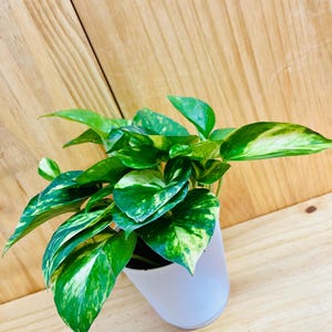 Golden Pothos 4” includes White Cover Pot