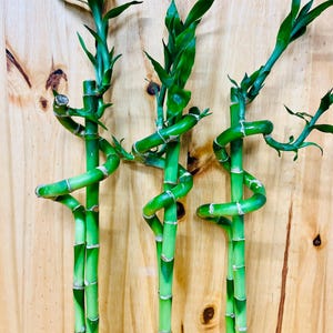 Live Lucky Bamboo 18” Spiral & Straight Combination
