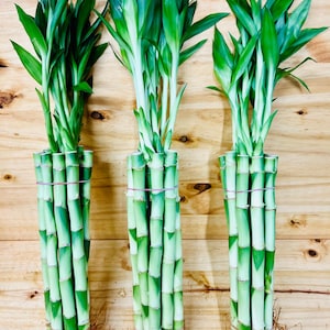 Live Lucky Bamboo 12” Plants
