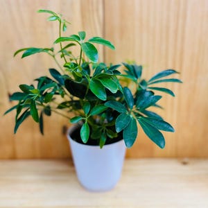 Dwarf Umbrella Tree 4” includes White Cover Pot