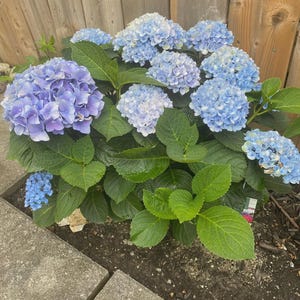 Hydrangea All Summer Beauty