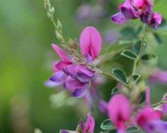 Puede incluir: Un racimo de flores de color magenta y púrpura en forma de guisante que florecen en un tallo verde delgado. La planta presenta pequeñas hojas redondeadas de color verde oscuro dispuestas a lo largo de ramas finas y varios capullos cerrados.
