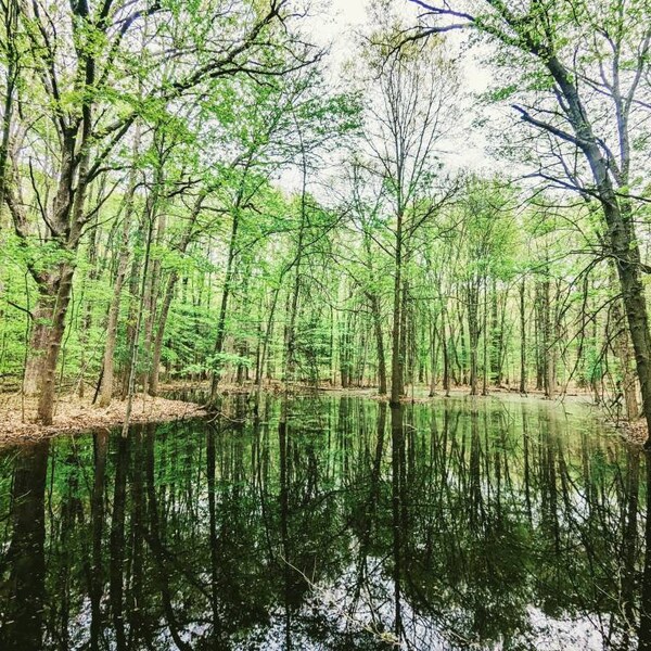 Hemlock Crossing Park, Nature, Michigan, Photography, Giclee Print, Woods, Reflection