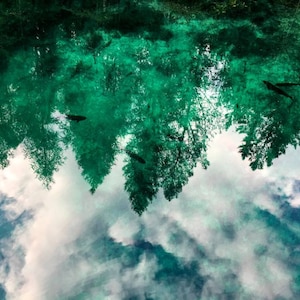 May include: A reflection of trees in a still body of water. The water is a vibrant green color and the trees are dark green. The sky is reflected in the water, creating a cloudy, white and blue pattern.