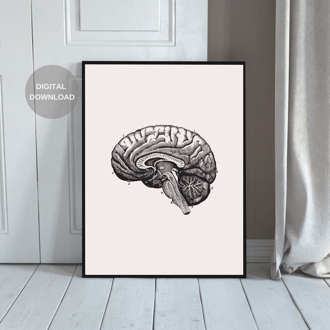 Human Anatomy Print, Vintage Brain Print, Printable Wall Art, Vintage ...