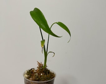 Monstera Burle Marx Flame US SELLER