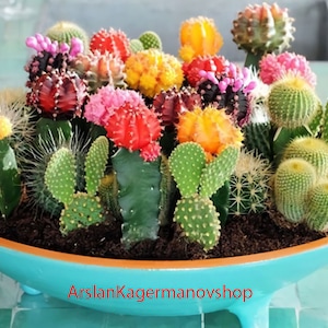 ArslanKagermanovshop Cactus Seeds 50 seeds mixed Seeds