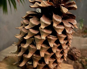Knobcone Pine Cones,large pine cones with big knobs for jewelry making –