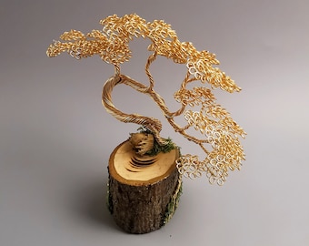 goldregen bonsai Aralia  Ming Gold Bonsai