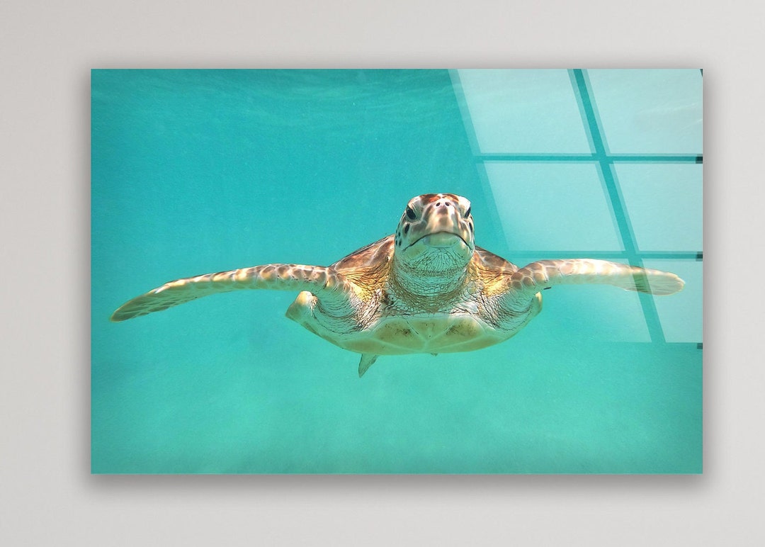Tempered Glass Wall Arthome Decor Turtle Wall Etsy
