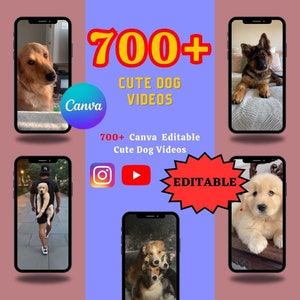 Mais de 700 pacotes de vídeos de cachorros fofos | Vídeos de animais adoráveis | Vídeos de animais | Carretéis do Instagram |  TikTok | Curtas do Youtube | Bobinas sem rosto |