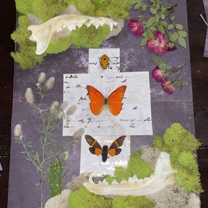 Insect Display - Etsy