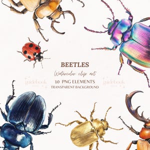 Aquarell Käfer PNG Clipart, Aquarell Käfer, Bug Download, Sofort Download, Insekten, Käfer Fangen, Entomologie
