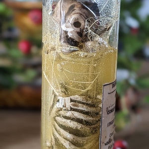 May include: A clear glass vial containing a preserved specimen. The specimen appears to be a small skull and rib cage, suspended in a yellow liquid. The vial also contains delicate, dried leaves. A label is partially visible on the side of the vial.
