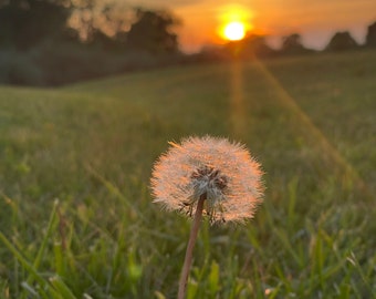 Dandelion Sunset