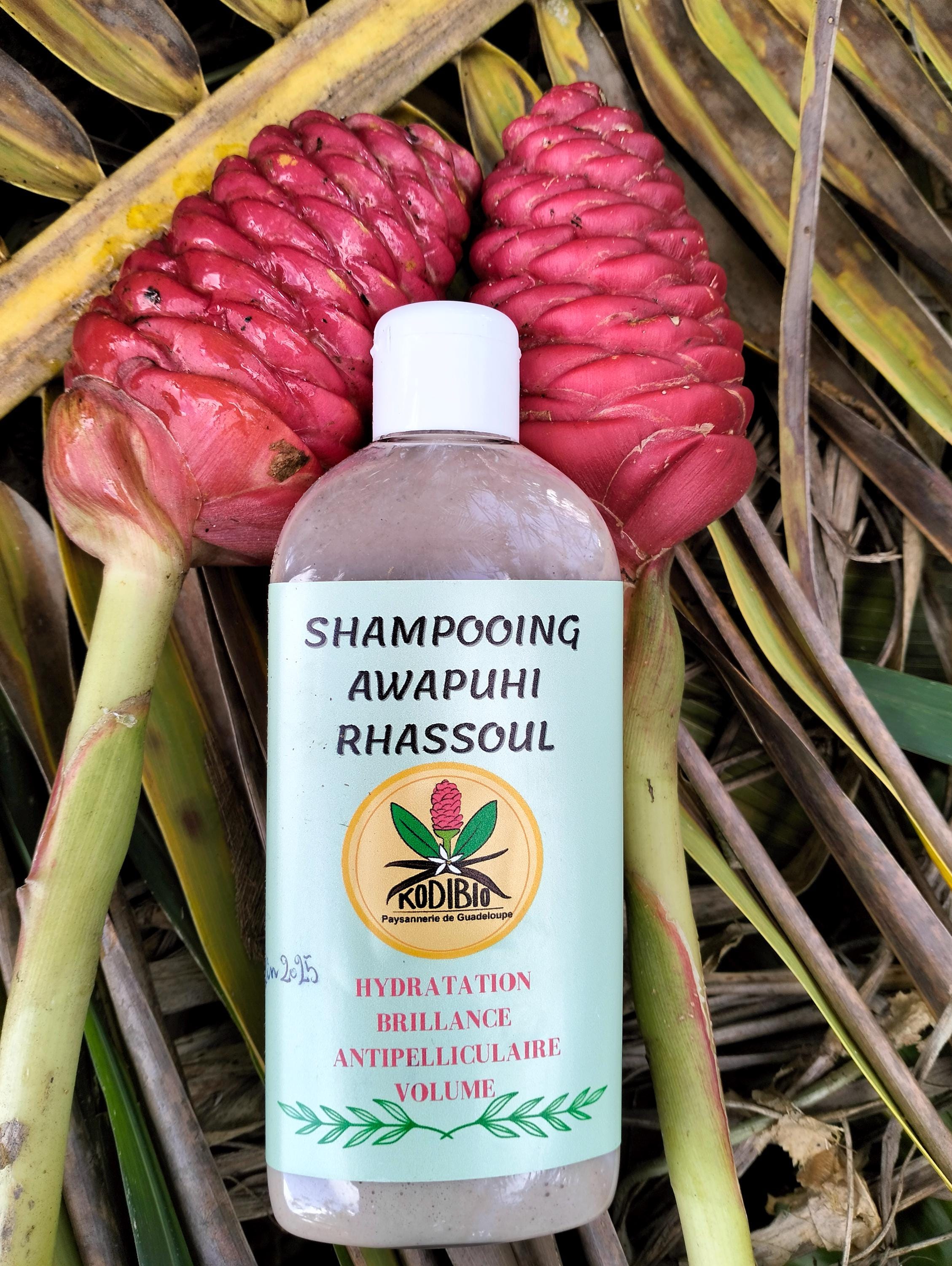 Shampoo Ginger Seeds 35+ Shampoo Ginger Plant Seeds (Awapuhi) - Ginger  Rhizomes For Growing, Not Live Plants Shampoo Ginger Growing Kit