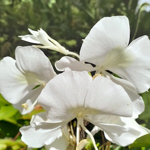 以下が含まれることがあります： 繊細で幅広く重なり合った花びらを持つ、白いジンジャーリリーの花の房。花は明るく清潔感のある白色で、中心部は淡い緑色をしており、外側に伸びる細く湾曲した雄しべが特徴的です。