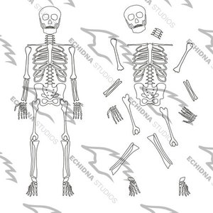 May include: A black and white line drawing of a human skeleton, separated into individual bones. The skeleton is shown in a standing position with arms outstretched.