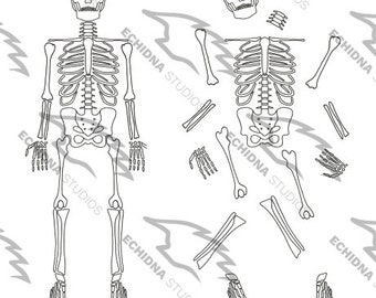 Skeleton Digital Stamp (Full skeleton and separate bone files!)