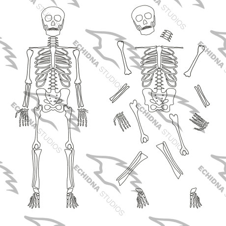 Skeleton Digital Stamp (full Skeleton and Separate Bone Files!) - Etsy ...