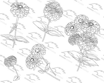 Zinnias Digital Stamp (Svg, Png, Pdf, Jpg) Instant Download, Digi Stamp, Scrapbooking/Coloring