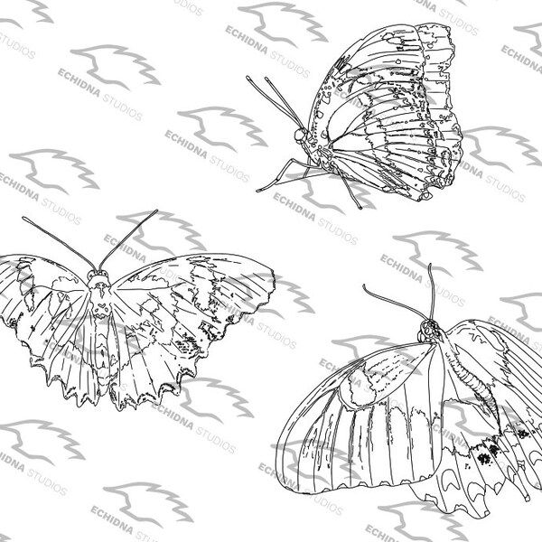 Butterflies Digital Stamp (Svg, Png, Pdf, Jpg)