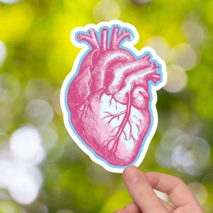 Anatomical Heart Sticker Realistic Heart Sticker Laptop Heart Decal Water Bottle Sticker Gift for Cardiac Nurse Cardiology Medical Student