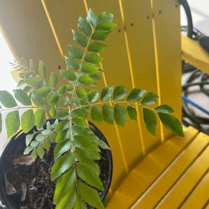 Curry Leaf Plant