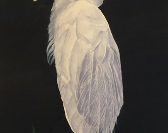 The Great White Egret