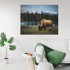 Bizon in Yellowstone National Park Afdrukken
