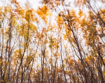New Mexico photography,  Shiprock Image,  Woodland Giclee Print,  Dreamy Autumn Landscape, Calming Southwest Wall Art, Home or Office Decor