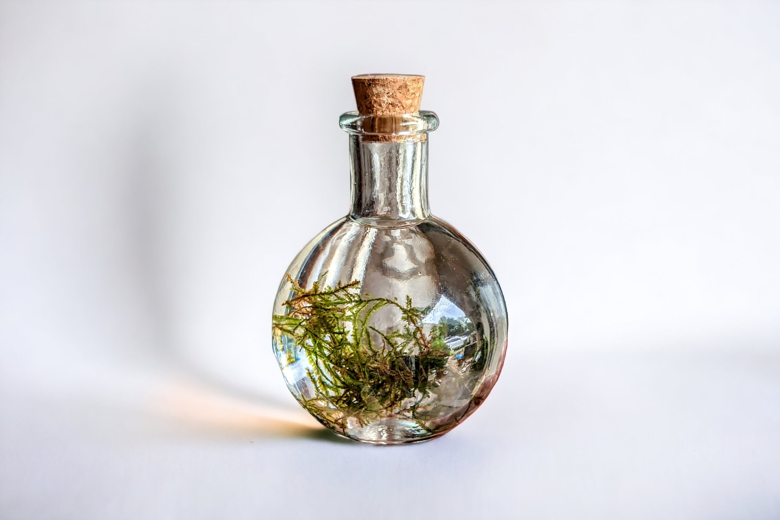 Terrarium DIY Kit - Bolder Bob - Bottle Garden - ↑ 30 cm