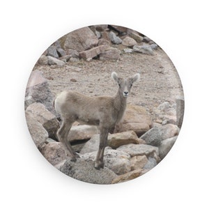 Round Animal Magnet - Baby Mountain Goat