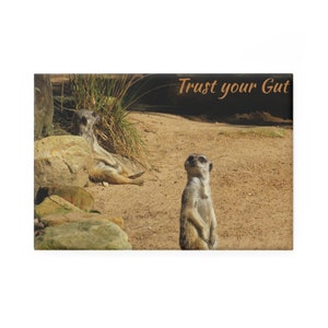 Puede incluir: Dos suricatas en un entorno arenoso. Un suricata está sentado y mirando a la cámara, mientras que el otro está acostado. El texto "Trust your Gut" está escrito en la esquina superior derecha de la imagen.