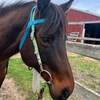 Mini Serape Leather Tack Set main image 0