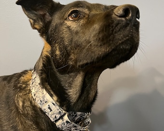 Coleira Martingale para Cachorro de 1,5"