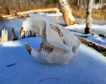 Authentic Beaver Skull