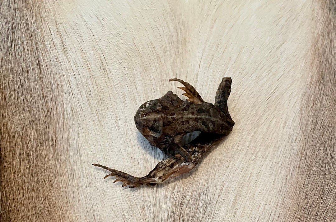 Mummified Frog Etsy