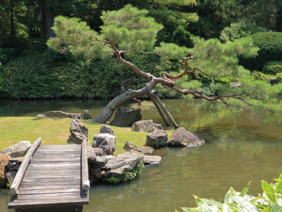 Bonsai tree in zen garden, nature photography, pond