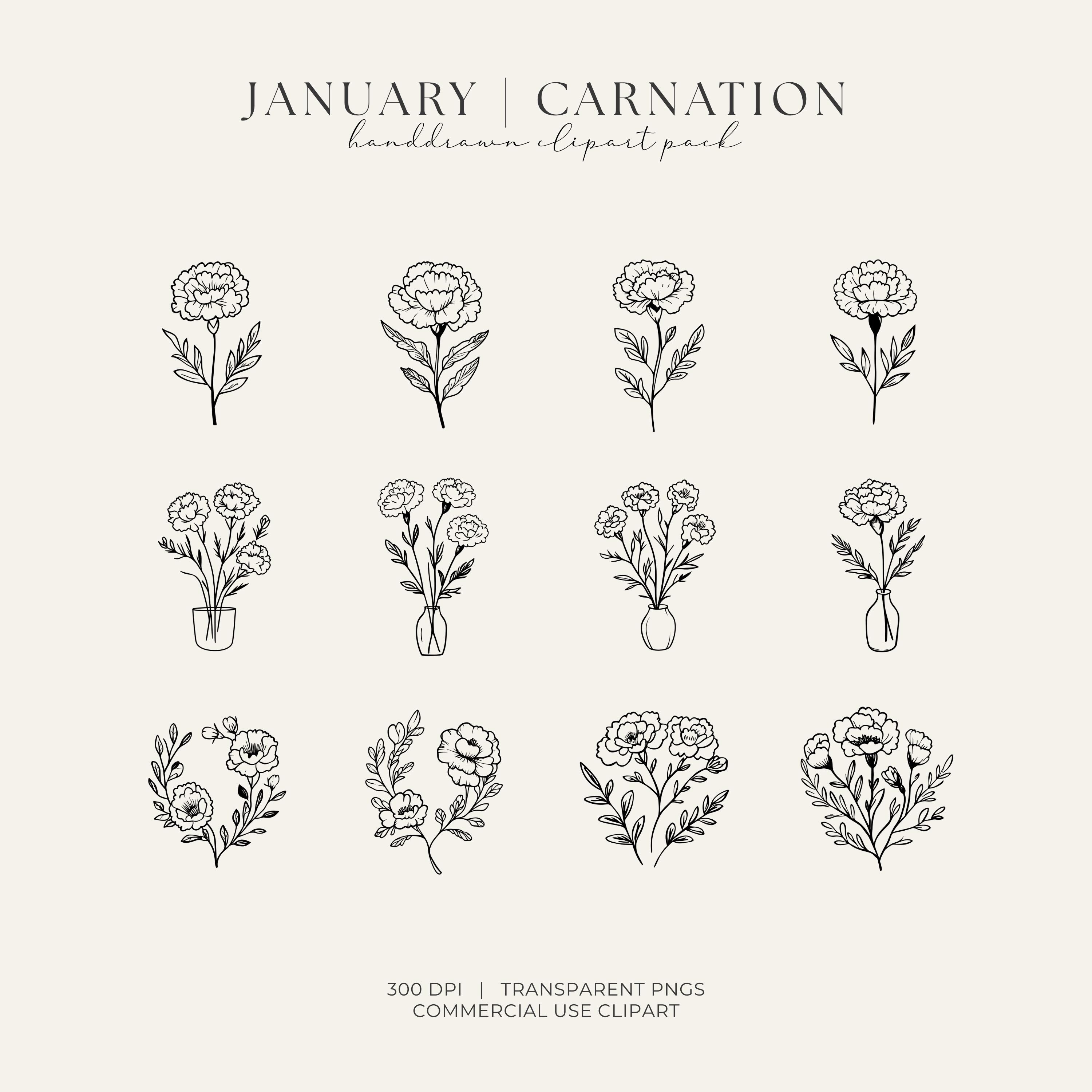Carnation Birth Month Flower Hand Drawn Lines Clipart Botanical Line ...