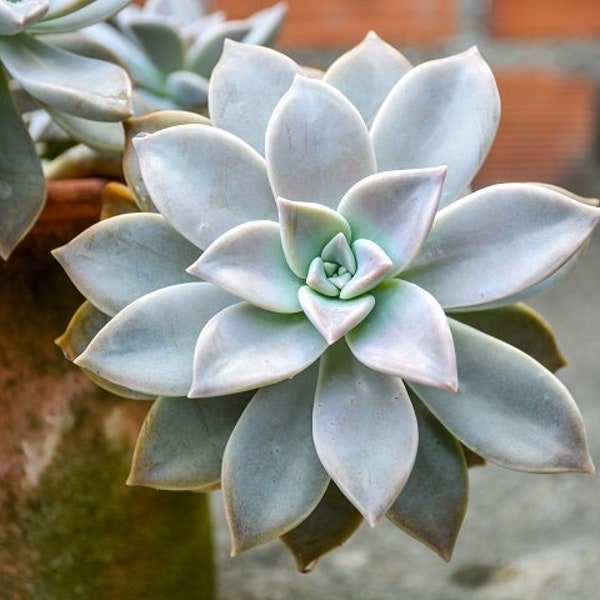 20 Ghost Succulent Leaves for Fast Propagation - Graptopetalum Paraguayense Mother of Pearl Ghosty Plant Cute Succulent