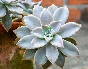 20 Ghost Succulent Leaves for Fast Propagation - Graptopetalum Paraguayense Mother of Pearl Ghosty Plant Cute Succulent