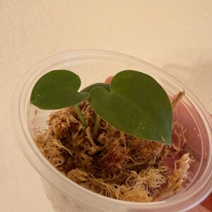 Anthurium Zara x Michelle F2 doc block x Anthurium luxurians seedlings zdjęcie 4
